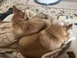 チワワちゃんの不調の改善と癒し